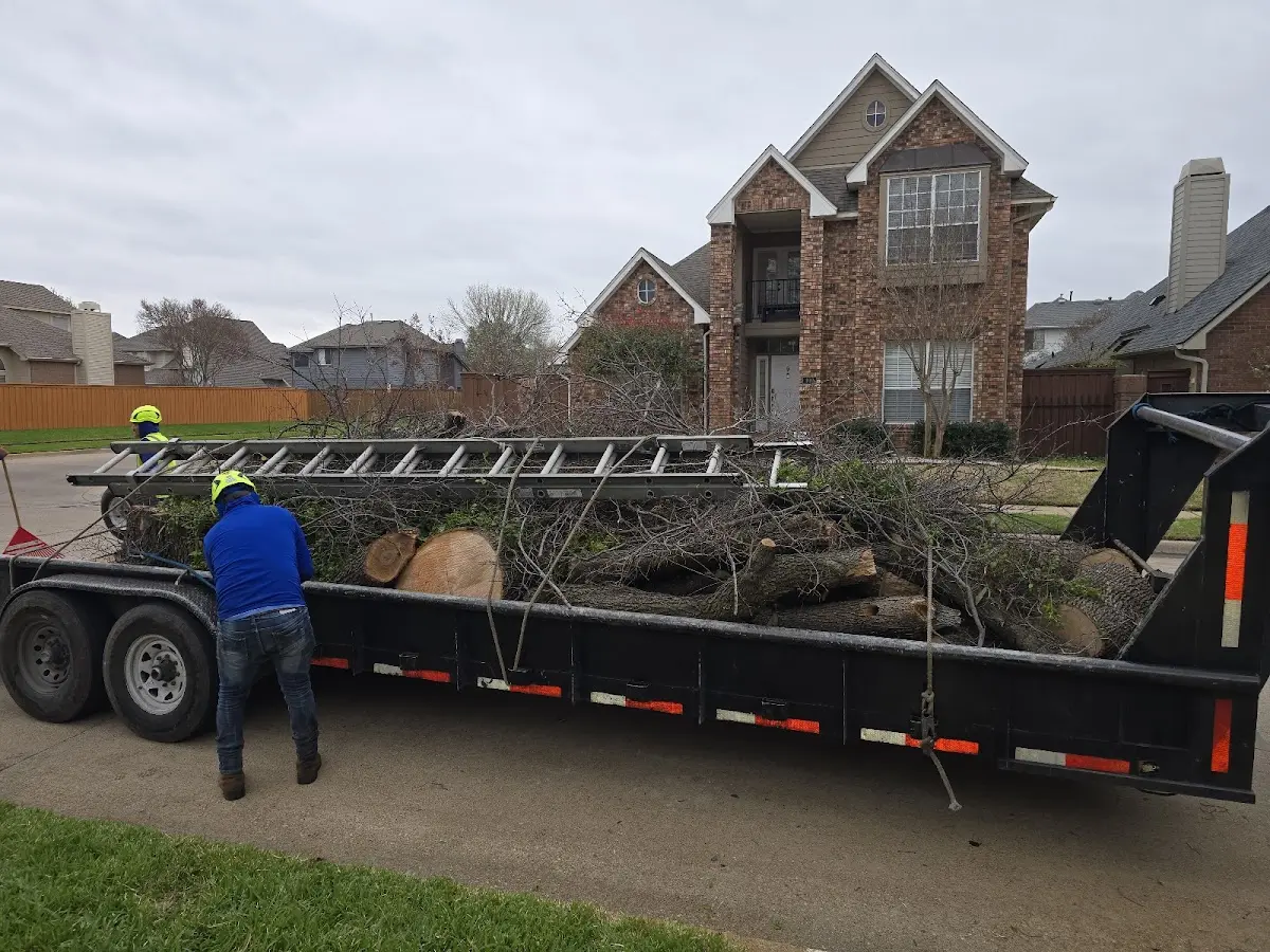 Expert Deadwooding with proper safety equipment in Malott